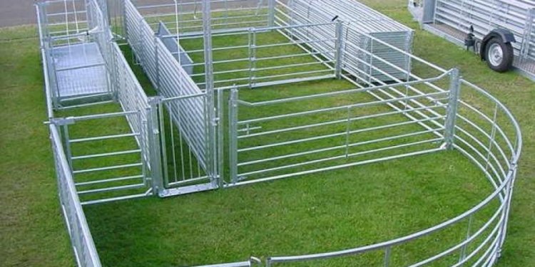 Sheep Race